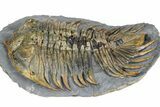 Rare Treveropyge Trilobite - Issoumour, Morocco #376905-3